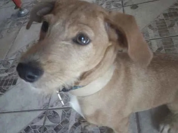 Cachorro ra a Mestiço  idade 2 a 6 meses nome Bidu 