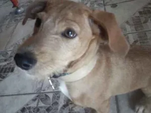 Cachorro raça Mestiço  idade 2 a 6 meses nome Bidu 
