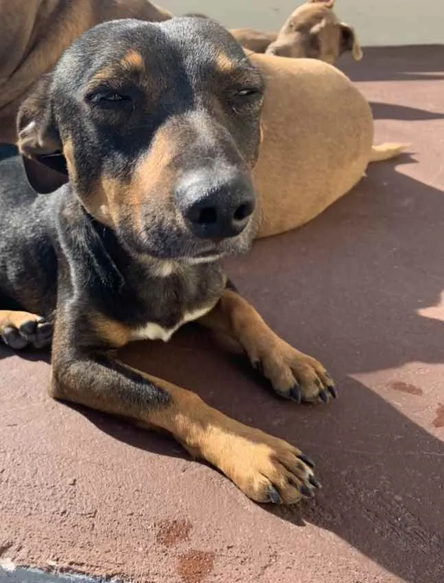 Cachorro ra a Vira lata idade  nome Totó