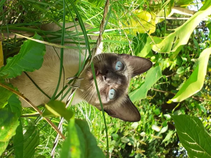 Gato raça Siamês idade 1 ano nome Fiona