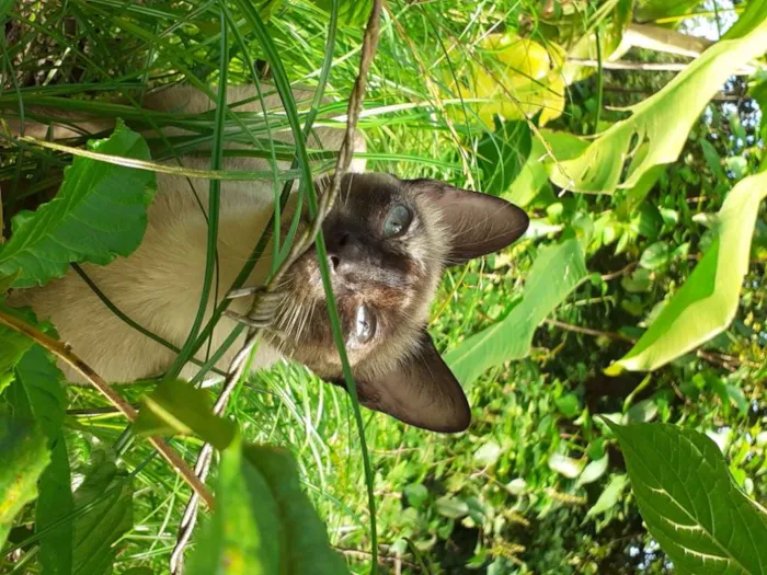 Gato raça Siamês idade 1 ano nome Fiona