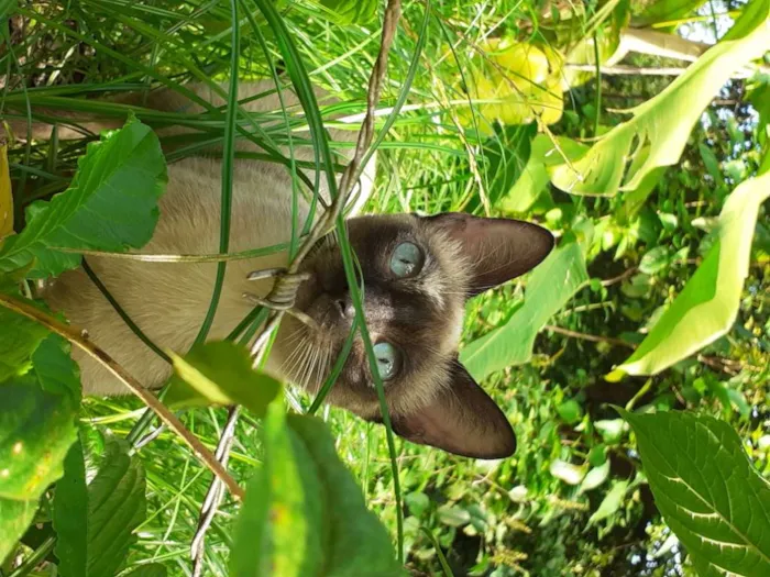 Gato raça Siamês idade 1 ano nome Fiona