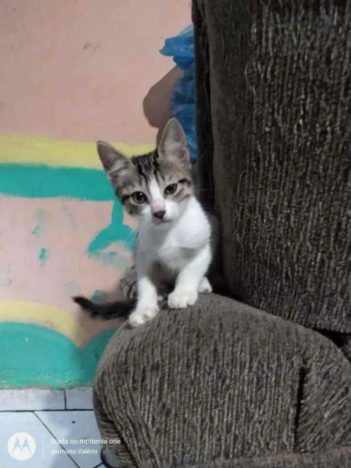 Gato ra a SRD idade 2 a 6 meses nome Josie