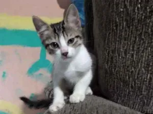 Gato raça SRD idade 2 a 6 meses nome Josie