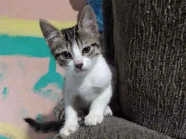 Gato ra a SRD idade 2 a 6 meses nome Josie