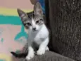Josie
