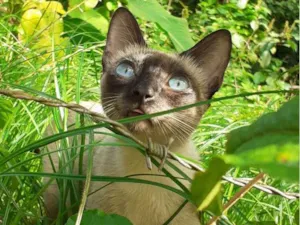Gato raça Siamês idade 1 ano nome Fiona