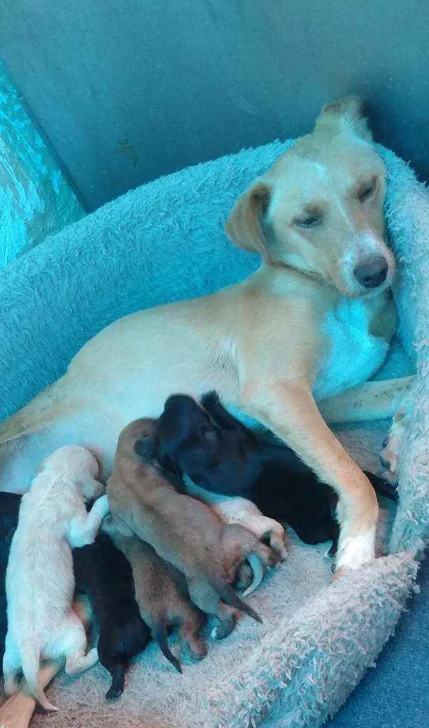 Cachorro ra a Vira lata idade 3 anos nome Mel