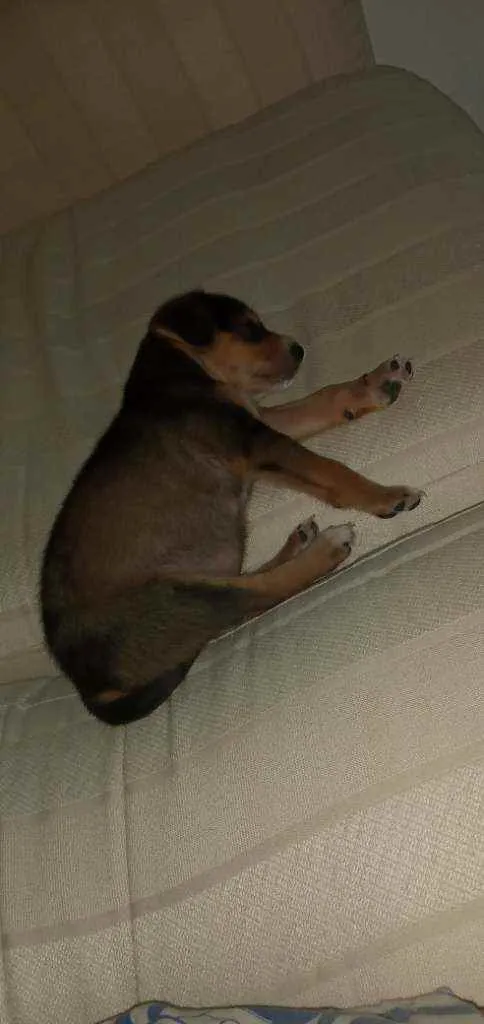 Cachorro ra a Vira lata idade Abaixo de 2 meses nome Theo