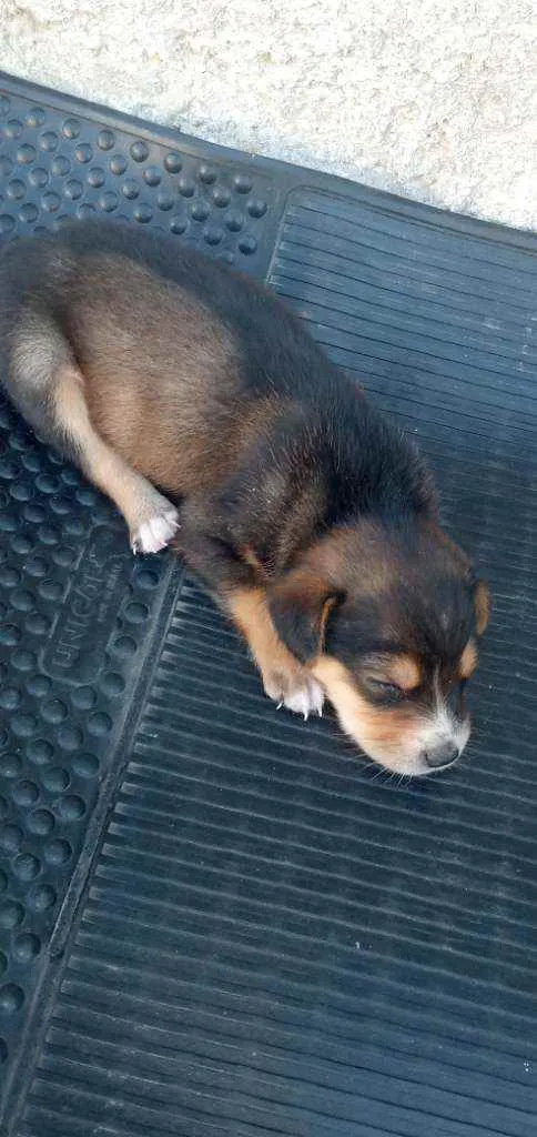 Cachorro ra a Vira lata idade Abaixo de 2 meses nome Theo