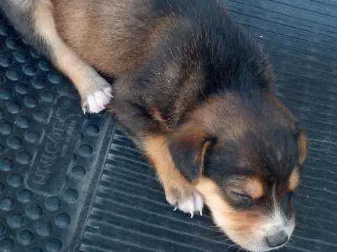 Cachorro ra a Vira lata idade Abaixo de 2 meses nome Theo