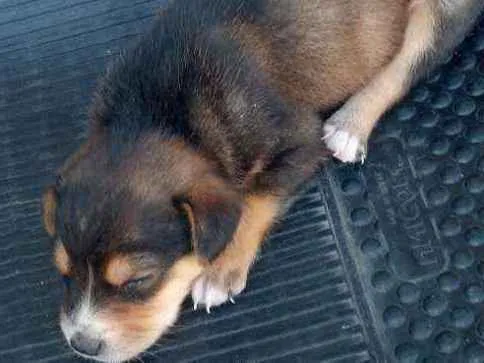 Cachorro ra a Vira lata idade Abaixo de 2 meses nome Theo
