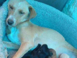 Cachorro raça Vira lata idade 3 anos nome Mel