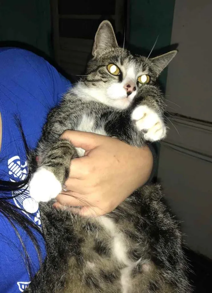 Gato ra a  idade 7 a 11 meses nome Lily