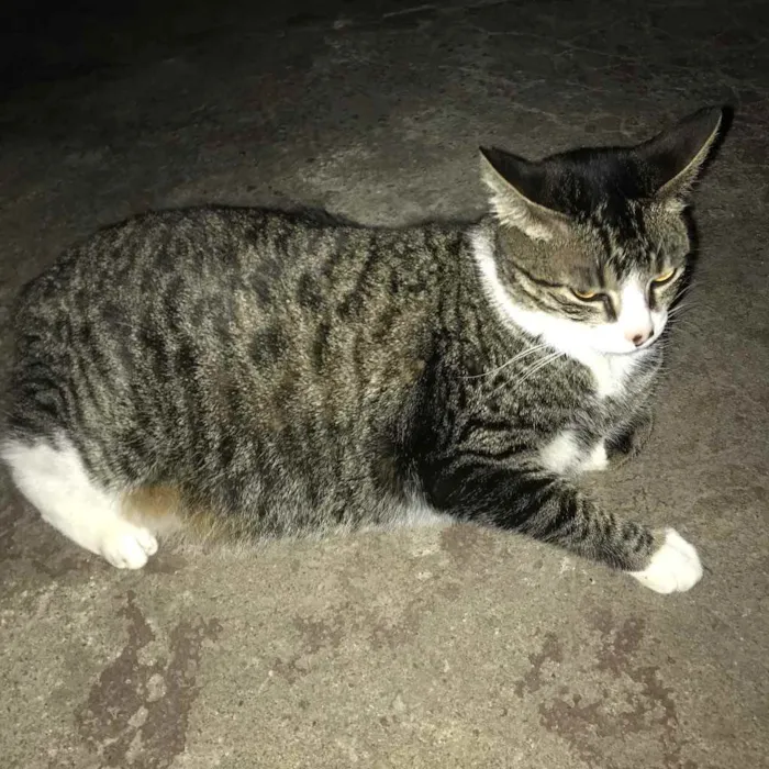 Gato ra a  idade 7 a 11 meses nome Lily