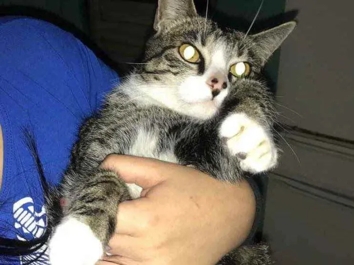 Gato ra a  idade 7 a 11 meses nome Lily