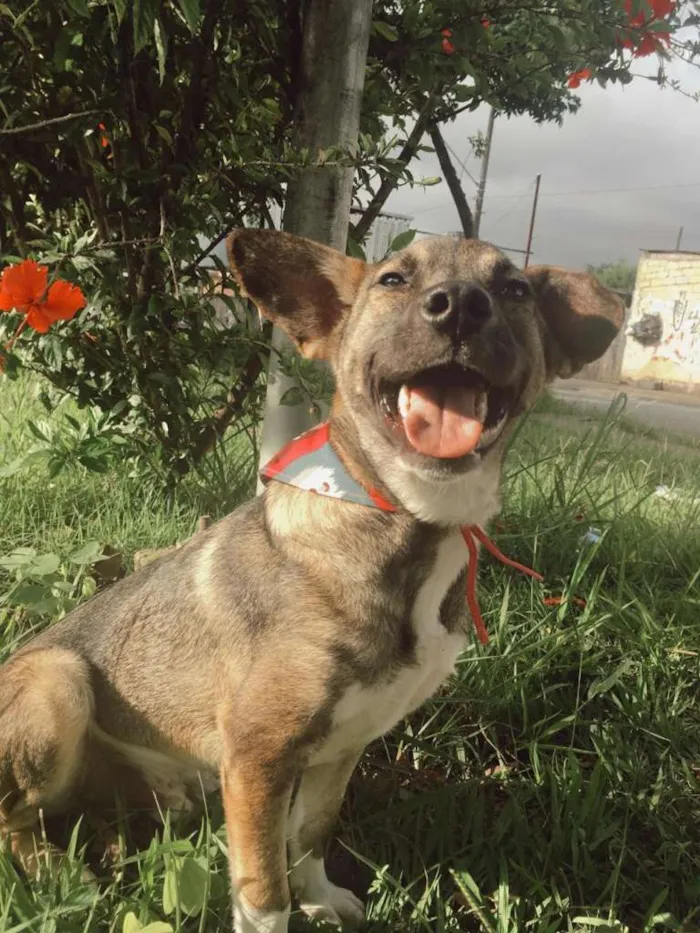 Cachorro ra a SRD-ViraLata idade 1 ano nome YUKI