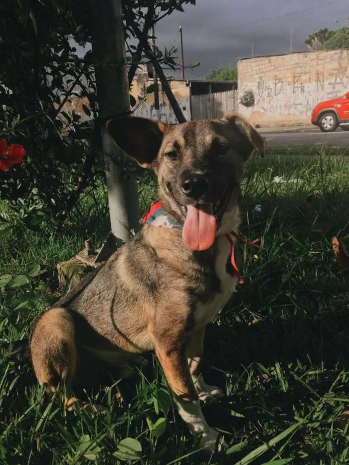 Cachorro ra a SRD-ViraLata idade 1 ano nome YUKI