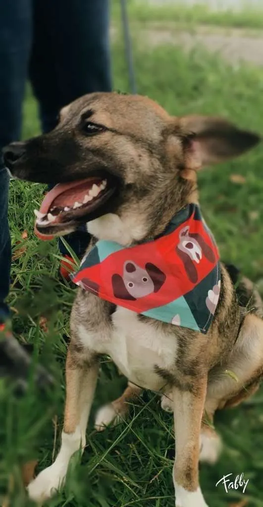 Cachorro ra a SRD-ViraLata idade 1 ano nome YUKI