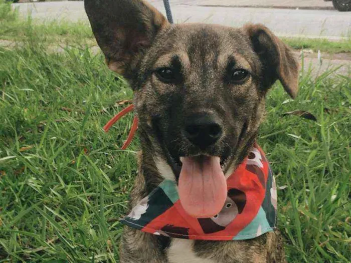 Cachorro ra a SRD-ViraLata idade 1 ano nome YUKI
