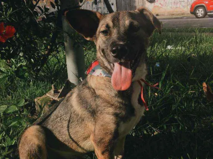 Cachorro ra a SRD-ViraLata idade 1 ano nome YUKI
