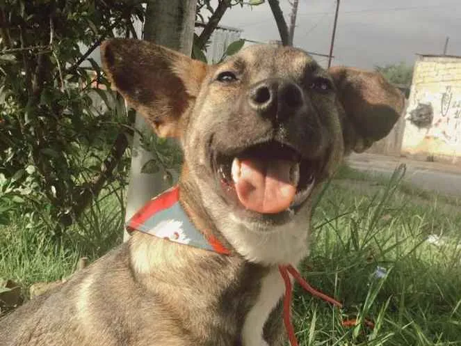 Cachorro ra a SRD-ViraLata idade 1 ano nome YUKI