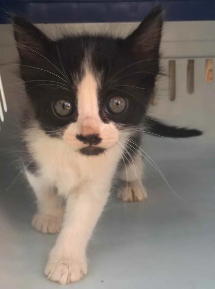 Gato ra a SRD idade Abaixo de 2 meses nome Aline