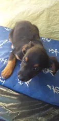 Bebês cachorrinhas
