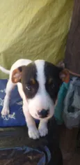 Bebês cachorrinhas