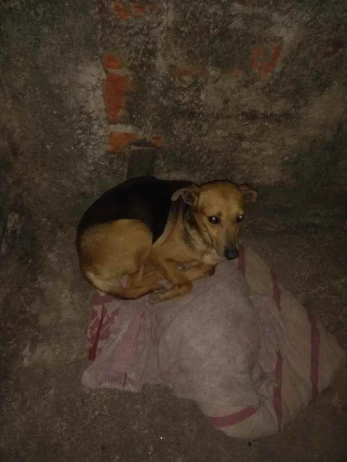 Cachorro ra a Vilarata idade 2 anos nome Laica