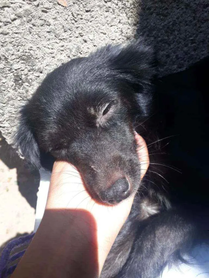 Cachorro raça sem raça definida idade 2 anos nome sem nome 