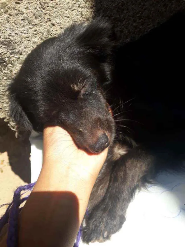 Cachorro raça sem raça definida idade 2 anos nome sem nome 