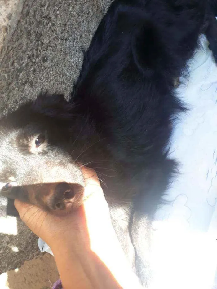 Cachorro raça sem raça definida idade 2 anos nome sem nome 