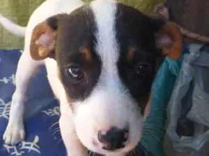 Cachorro raça Srd idade Abaixo de 2 meses nome Bebês cachorrinhas