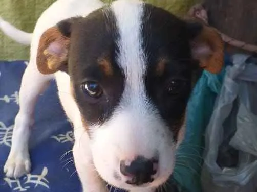 Cachorro ra a Srd idade Abaixo de 2 meses nome Bebês cachorrinhas