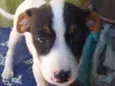 Bebês cachorrinhas