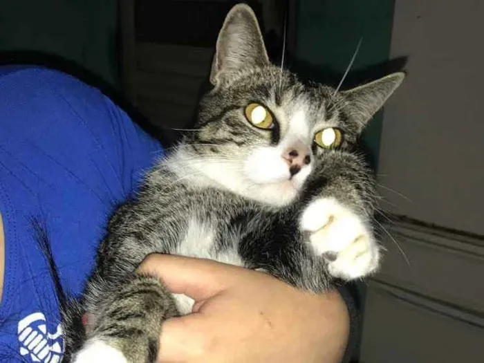 Gato ra a  idade 7 a 11 meses nome Lily