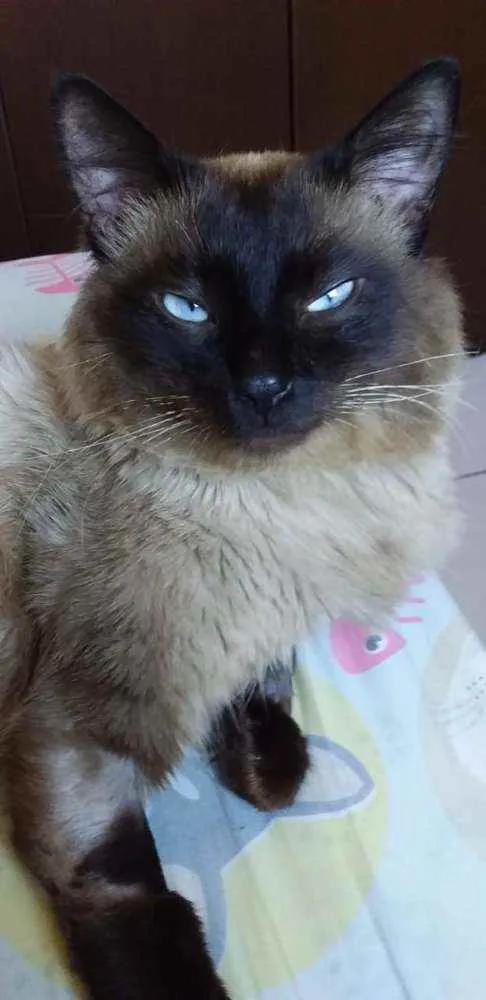 Gato ra a siamês idade 1 ano nome Apolo