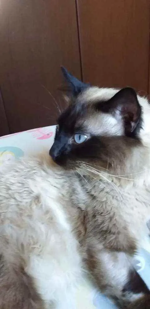 Gato ra a siamês idade 1 ano nome Apolo