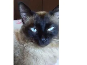 Gato raça siamês idade 1 ano nome Apolo