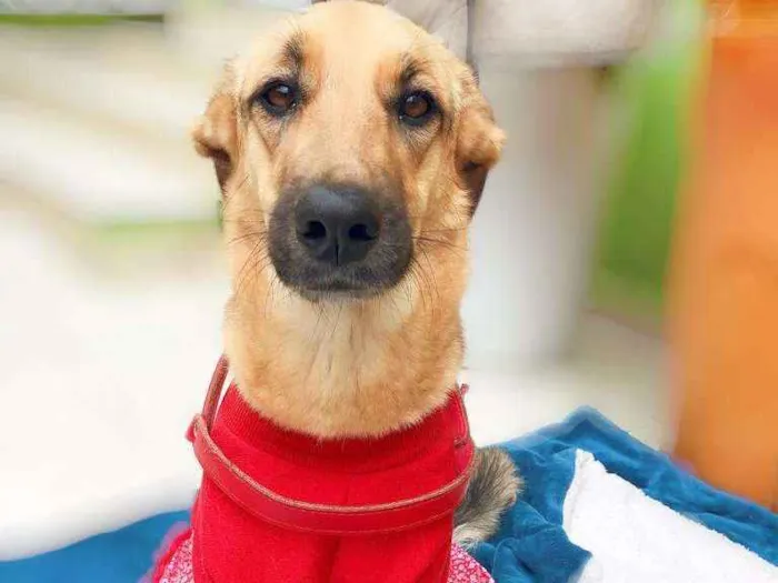 Cachorro ra a misto Pastor Alemão  idade 2 anos nome Neném