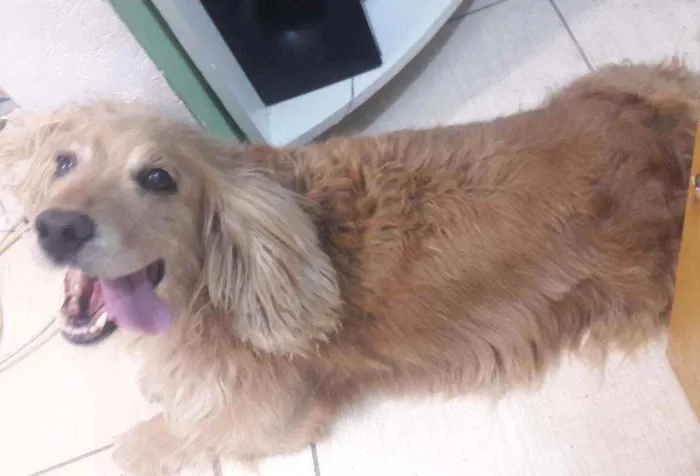 Cachorro ra a Misrado idade 2 anos nome Luky