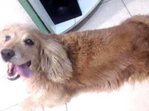 Cachorro raça Misrado idade 2 anos nome Luky