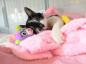 Gato raça SRD-ViraLata idade 2 a 6 meses nome Kira