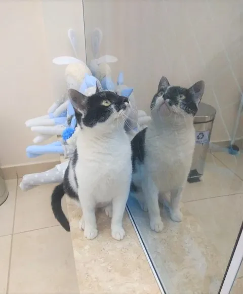 Gato raça SRD-ViraLata idade 2 a 6 meses nome Kira