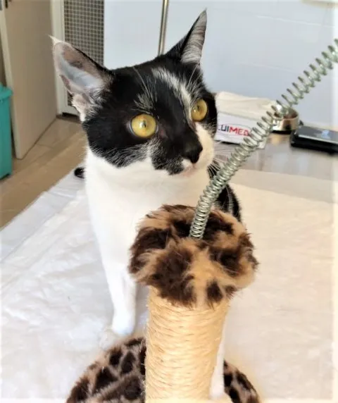 Gato raça SRD-ViraLata idade 2 a 6 meses nome Kira