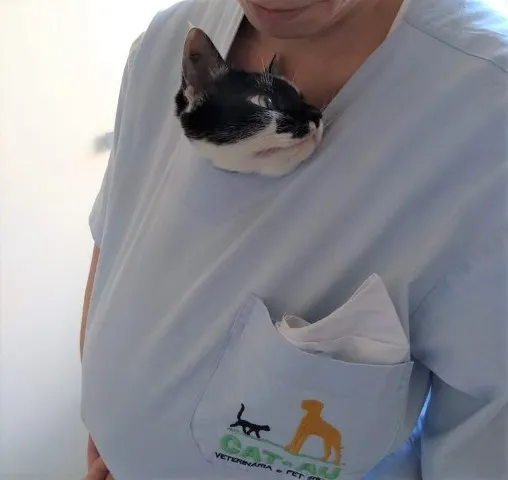 Gato raça SRD-ViraLata idade 2 a 6 meses nome Kira