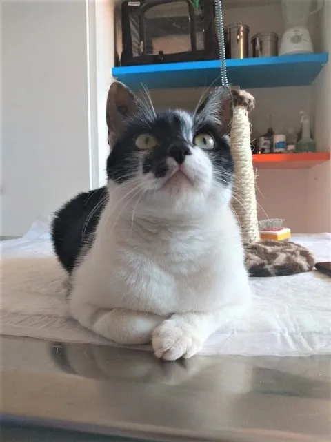 Gato raça SRD-ViraLata idade 2 a 6 meses nome Kira