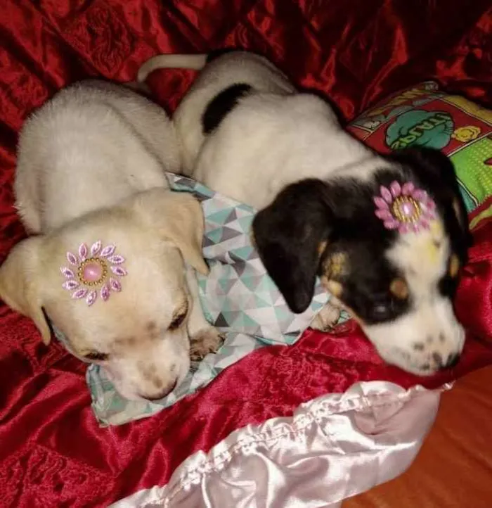 Cachorro ra a SRD idade 2 a 6 meses nome Gaya e Maya 