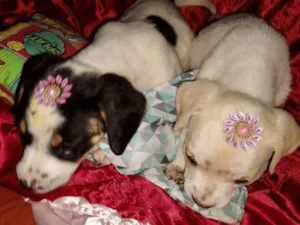Cachorro raça SRD idade 2 a 6 meses nome Gaya e Maya 